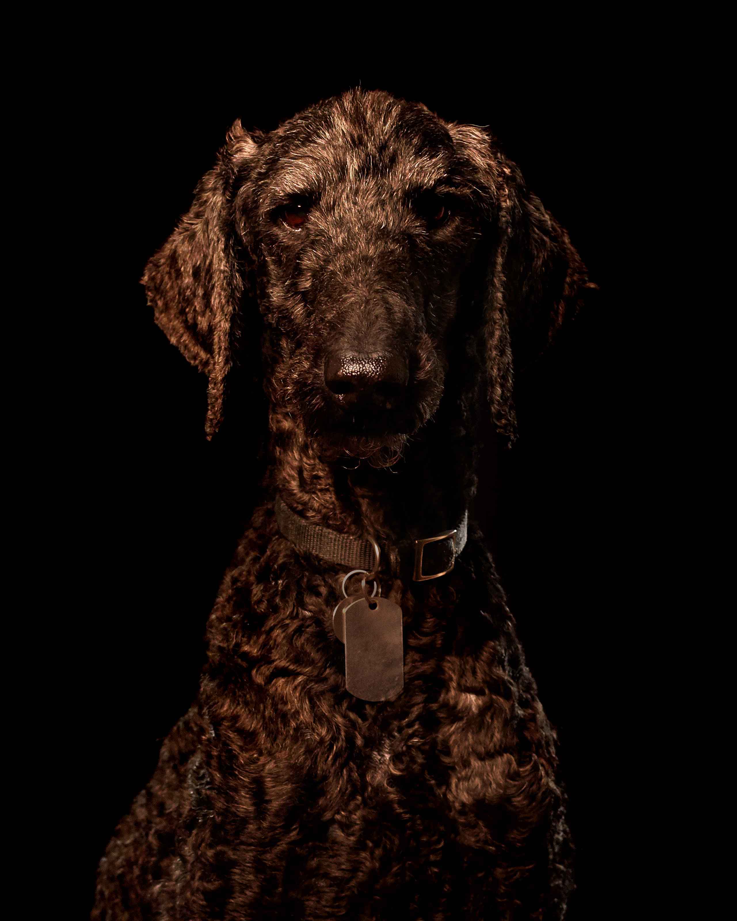 Portrait of black poodle on black background